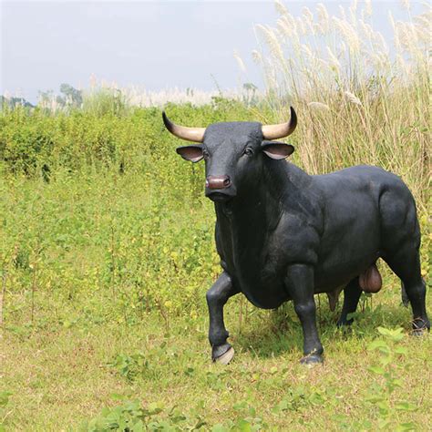 Spanish Bull Black - Natureworks