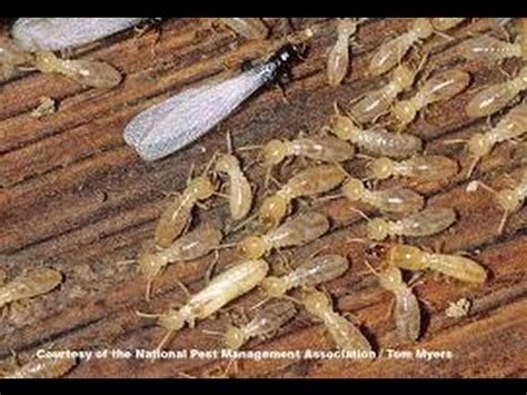 If you choose to season wood yourself, then you can control these elements. How to kill Termites Do it yourself - YouTube
