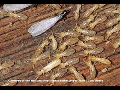 You can buy termiticide online. How to kill Termites Do it yourself - YouTube