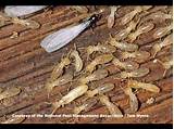 Images of Termite Infestation Control