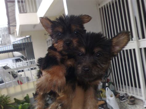 It is usually a good idea to administer booster parvo vaccines every 3 to 4 weeks until the puppy is 16 weeks old. LovelyPuppy: PROMOTION OF MERDEKA! Mini Silky Terrier ...