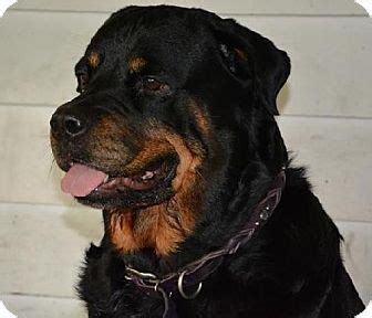 Rottweiler puppies for adoption in pa. Harrisburg, PA - Rottweiler. Meet Guiness a Dog for Adoption. ID#: 5970698 | Pets, Rottweiler ...