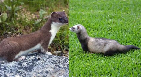 What Is The Difference Between A Ferret And A Weasel Go Ferrets