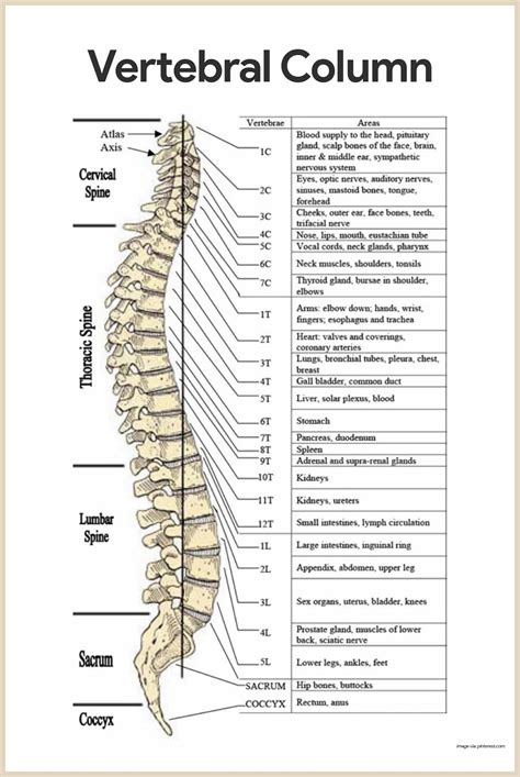 Vertebral Column Anatomy Quiz