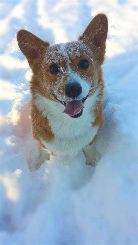 1000 Images About Corgis In Sand And Snow On Pinterest