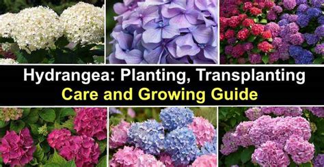 Hydrangea Planting Transplanting Care And Growing Guide Pictures