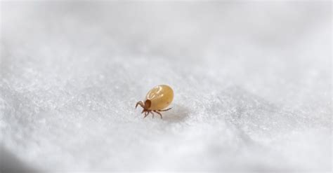Dream About Ticks Serious Meanings Behind This Dream