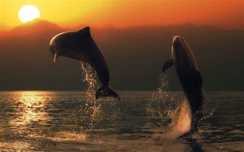 Sunset Dolphins Wallpaper