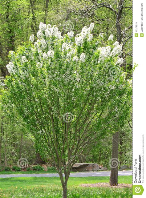 Flowering Crabapple Tree Stock Image Image Of Tree Crabapple 40379619