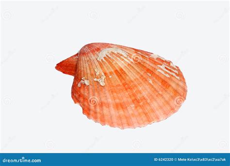 Red Sea Shell Stock Photo Image Of Single Details Background 6242320