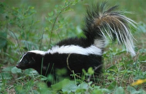 Incredible Skunk Spray Everything You Want To Know