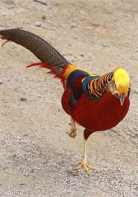 About Wild Animals Picture Of A Red Golden Pheasant Red Golden