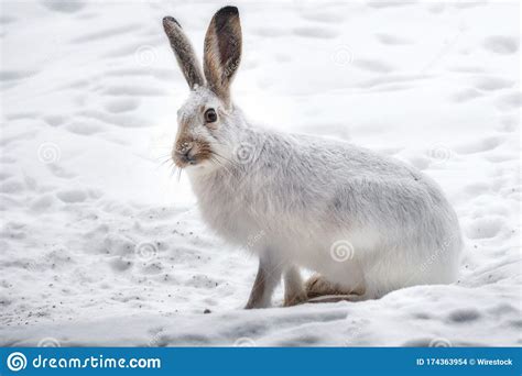 Beautiful Shot Of The White Rabbit In The Snowy Forest Stock Photo