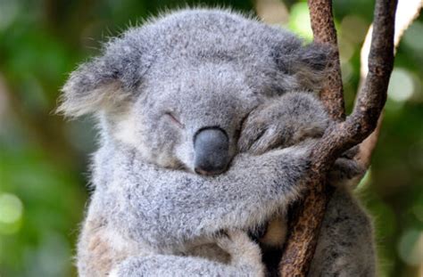 Featured Animal Koala Animal Fact Guide