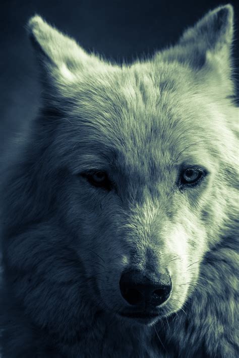 Wolf Photography Arctic Wolf Wall Art White Wolf In Etsy