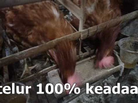 Check spelling or type a new query. Ayam Afkir Diberi Pakan Hanya 50 Gram Per Hari Bisa ...