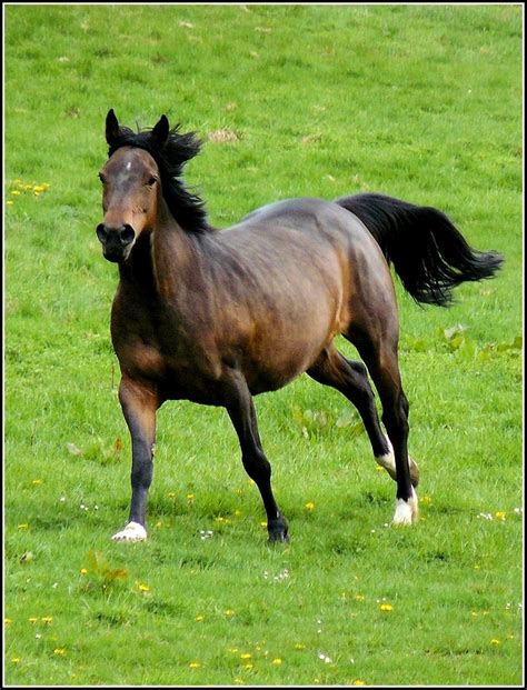 Gleichzeitig fungiert die marke als oberbegriff für den galopprennsport in deutschland. Im vollen Galopp rennt dieses Pferd am 25.04.2009 über das ...