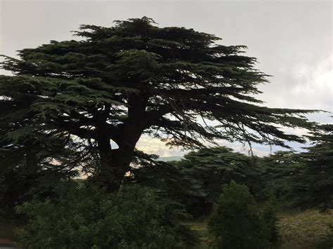 Cedars Of Lebanon Some Trees Are About Three Thousand Years Old Weird