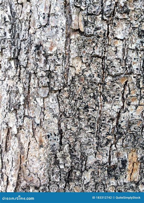 Natural Background Of Tree Bark White And Black Texture Stock Photo