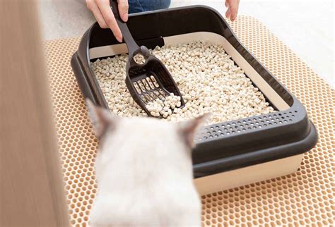 Wood Pellet Cat Litter Pros And Cons Litter 2023