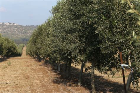 With the great variety of products and brands that are in the olive oil market, it is normal to be confused. What Types of Olive Trees Do We Plant?