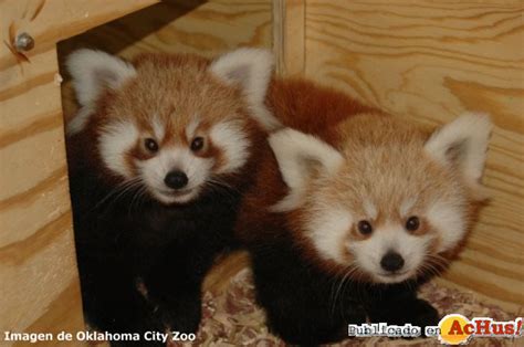 Imagen De Oklahoma City Zoo Red Panda