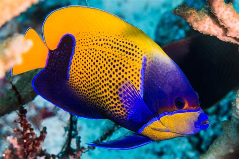 Blue Girdled Angelfish Pomacanthus Navarchus A Photo On Flickriver