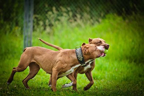 American Pitbull Terrier Red Nanaxfm