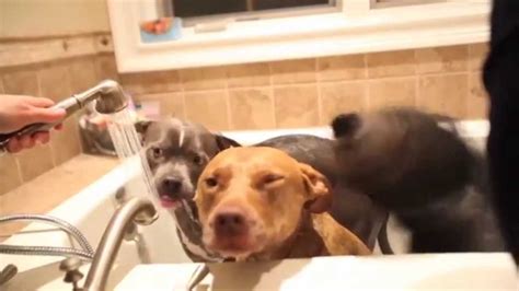 Rub A Dub Dub Three Dogs In A Tub Life In The Dog House Ep 17 Att