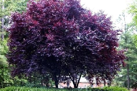 This tree can be grown in hardiness zones 4 to 9 in a full sun environment. 21 best PURPLE LEAF PLUM TREE images on Pinterest | Prunus ...