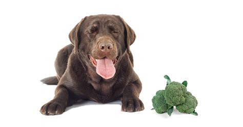 Can Dogs Eat Broccoli The Labrador Site