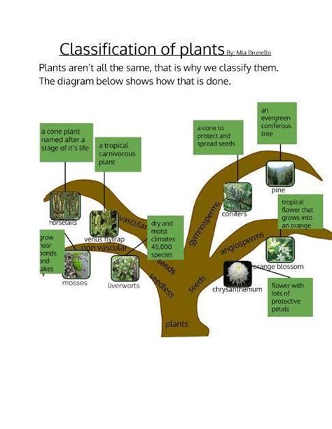 A Tree Diagram Of Classification Of Plants
