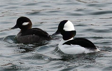 17 Best Images About Bufflehead Ducks On Pinterest Canada Lakes And