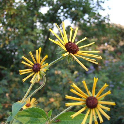 Its medium texture blends into the garden, but can always be balanced by a couple of finer or coarser plants for an effective composition. Henry Eilers Rudbeckia Plants for Sale (Black-Eyed Susan ...