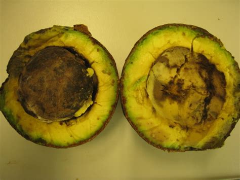Improving Avocado Orchard Productivity Through Disease Management