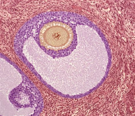 Ovarian Follicle Light Micrograph Photograph By Steve Gschmeissner