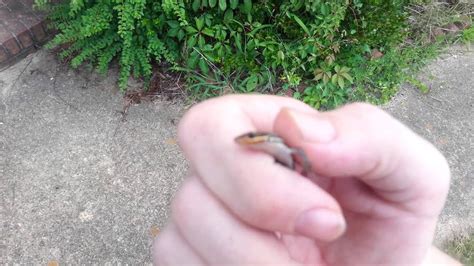 Lizard Reptile Catch Of The Day Baby Blue Tailed Skink July 2014