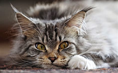 Maine Coon Cat Game Homecare24id