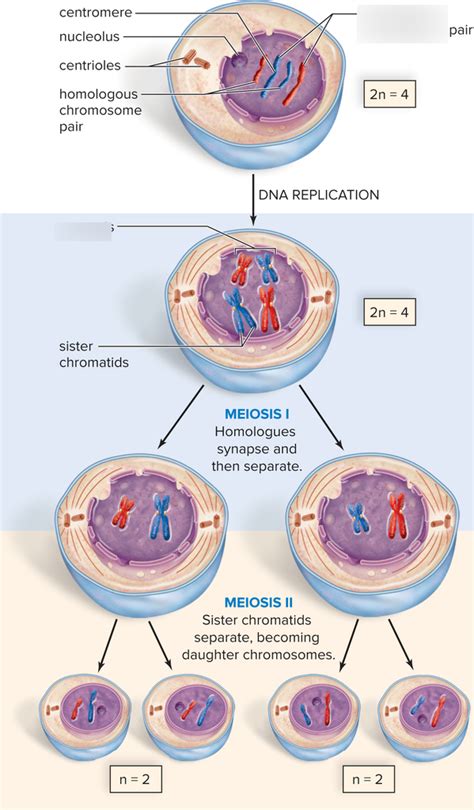 ch 10 meiosis and sexual reproduction diagram quizlet
