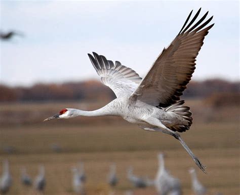 The jury of the 74th festival de cannes. Sandhill Crane