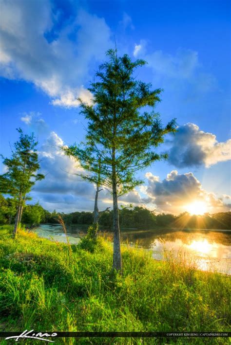 Cypress Tree At Lake In Riverbend Florida Royal Stock Photo