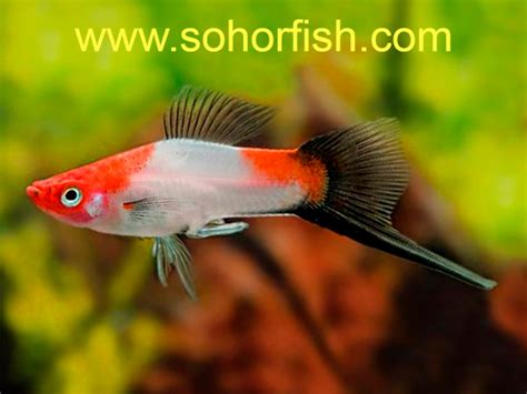 Swordtail Santa Claus Black Tail Ornamental Freshwater Fish From