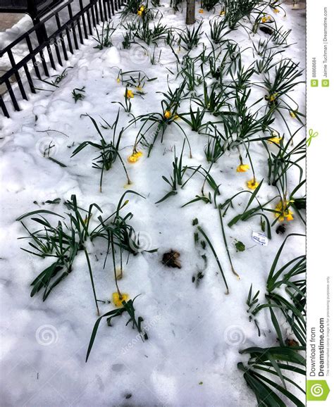 Daffodils In Snow Stock Photo Image Of Gardening Growth