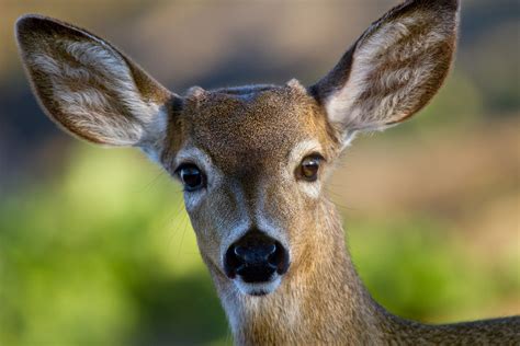 Anthony Dunn Photography February 2012 In 2020 Animal Noses Deer