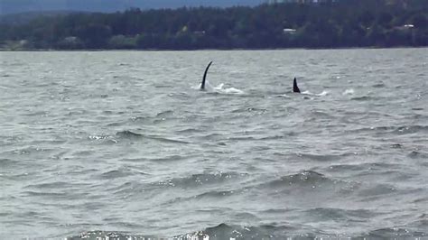 Orca Whales In Nanaimo Bc Youtube