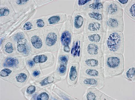 In animal cells the poles are formed by asters. Royalty Free Mitosis Pictures, Images and Stock Photos ...