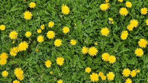 How To Get Rid Of Dandelions In A Lawn Weed Control Tips Gardeningetc