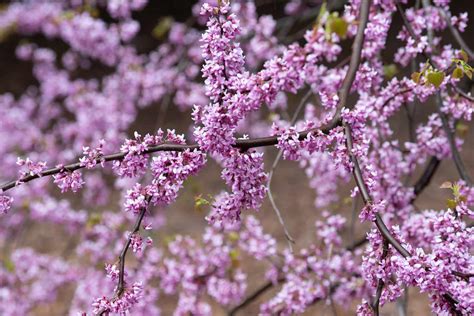 Weeping Redbud Tree Plant Care And Growing Guide