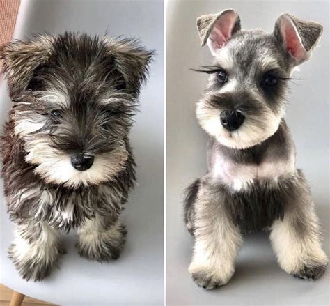 Mini Schnauzer Hairstyles Free Download Goodimg Co