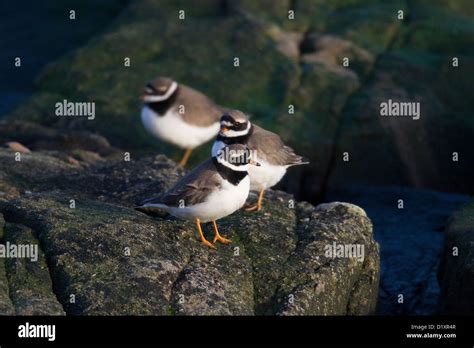 Ringed Plovers Aka Greater Or Common Ringed Plover Charadrius